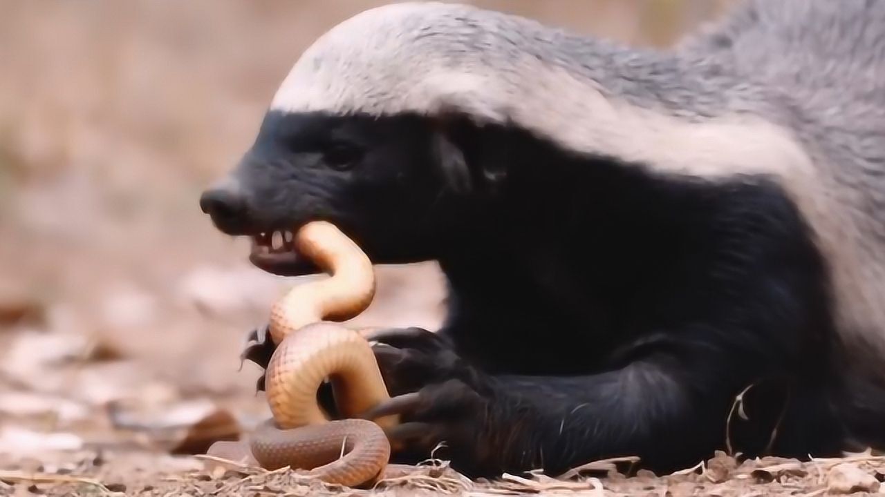 平头哥把蛇当成"辣条" 网友:不愧是"非洲二哥",不服就干