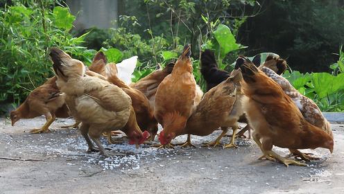 在农村里养鸡，为什么要喂鸡吃大蒜？鸡吃大蒜有哪些好处？