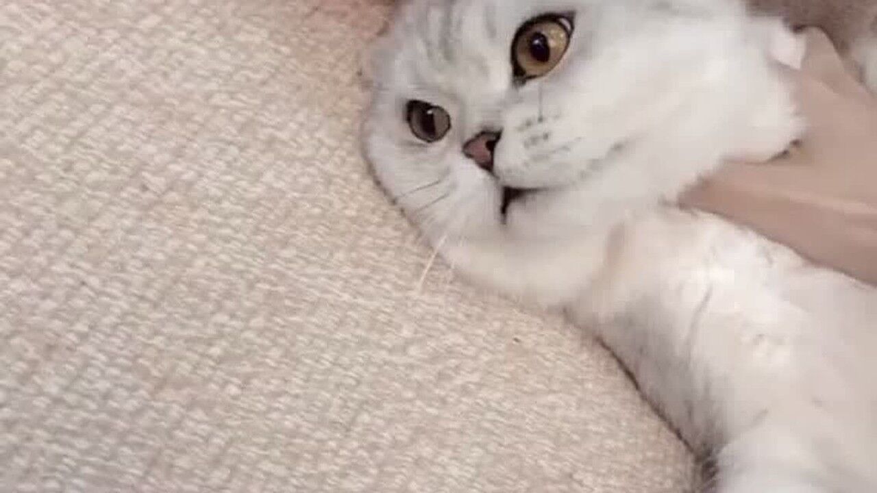 家里有一只怂猫怎样才能让它叫妈妈