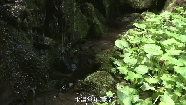 日本节目中的芥末