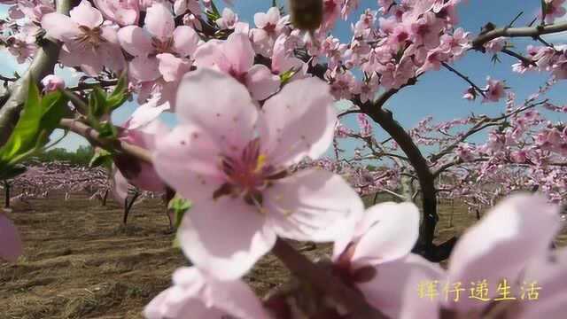 这个季节的农村是最美的,桃花盛开,美景如画!