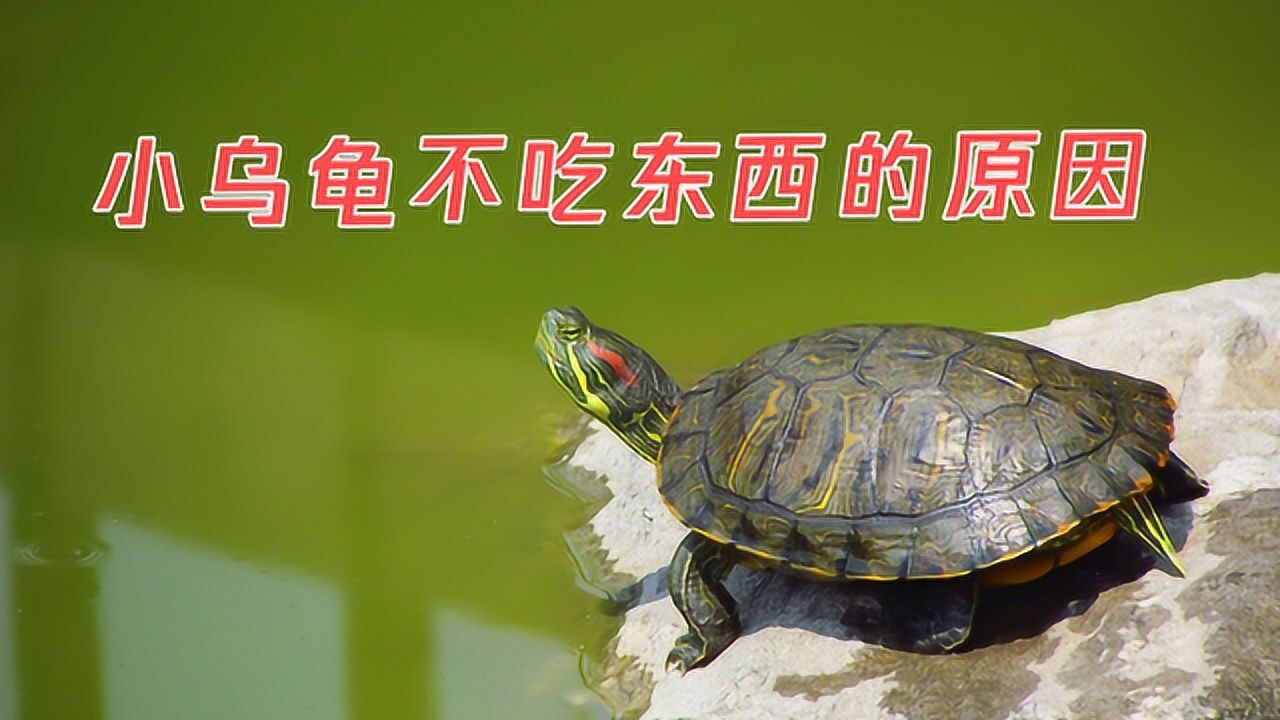 小乌龟不吃东西的原因