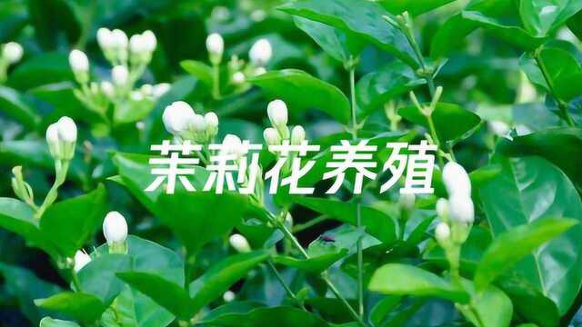 茉莉花养殖,茉莉花养殖方法