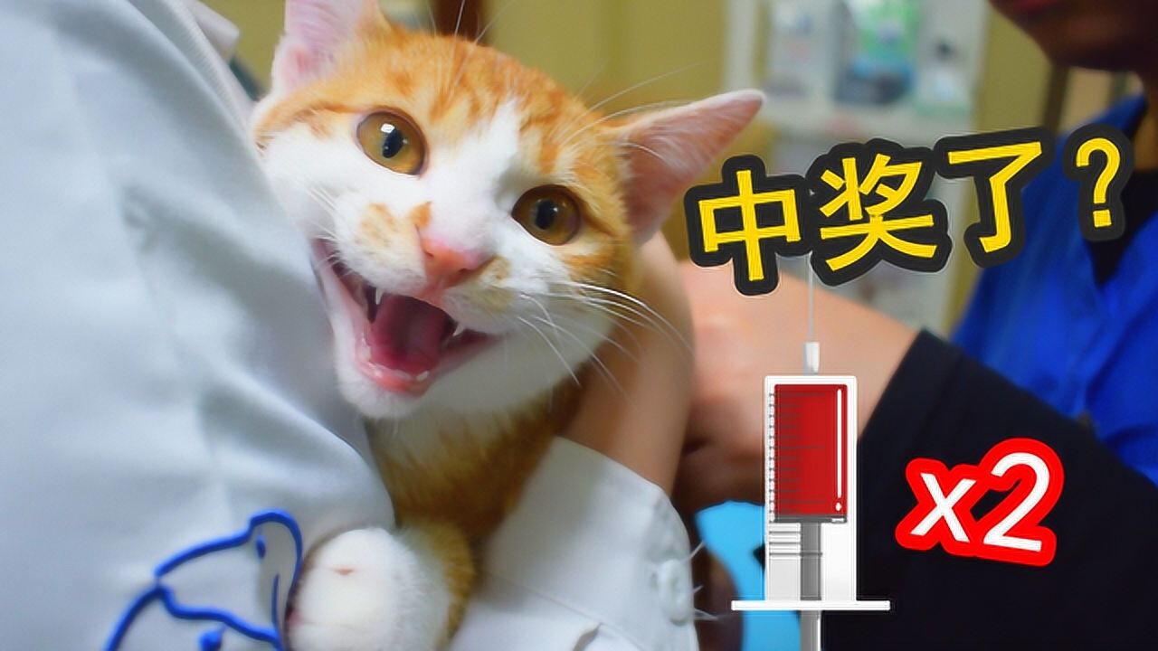 一针下去小橘猫叫得撕心裂肺医生恭喜你再来一针