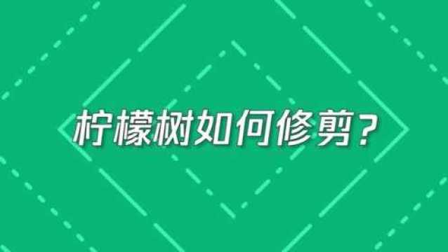 柠檬树如何修剪,才能长得好?