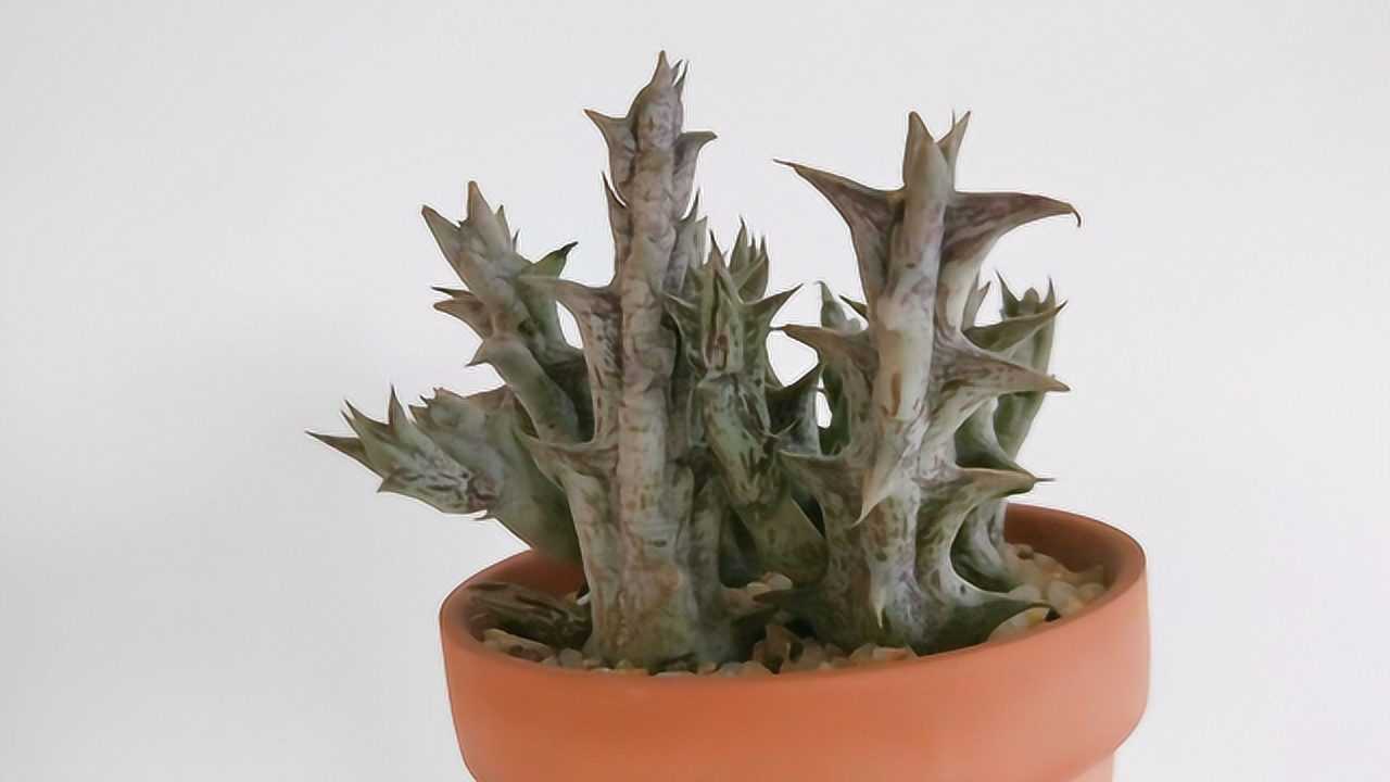 多肉紫龙角出状态变色叶片发皱变软怎么回事