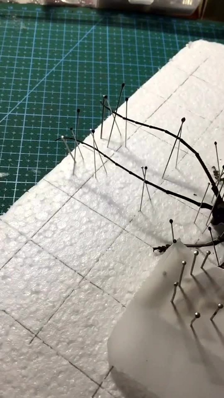 天牛标本展翅整姿过程