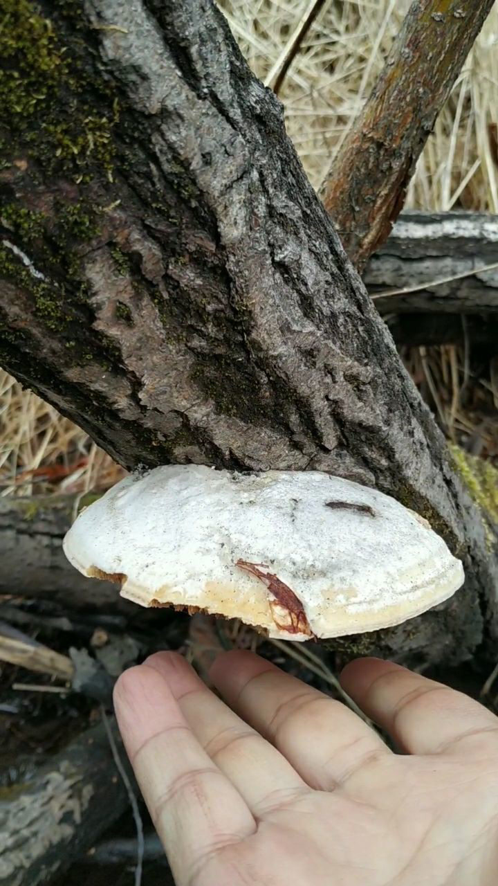 柳树上面的树舌灵芝