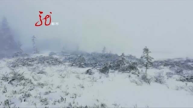 南方还在“露着腰”,东北这里降雪10厘米!这个夏天真冷!