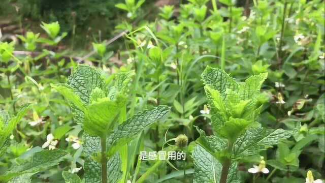 闽南山区有一种香味独特的野草,人称狗肉香,客家人拿来治感冒