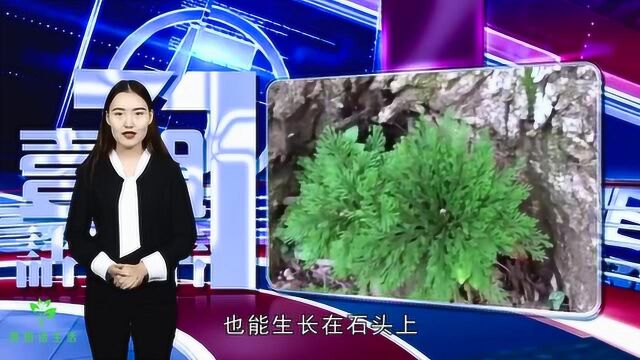 农村的一种“长生草”,是女性的“救命草”,市场上卖一斤16元!