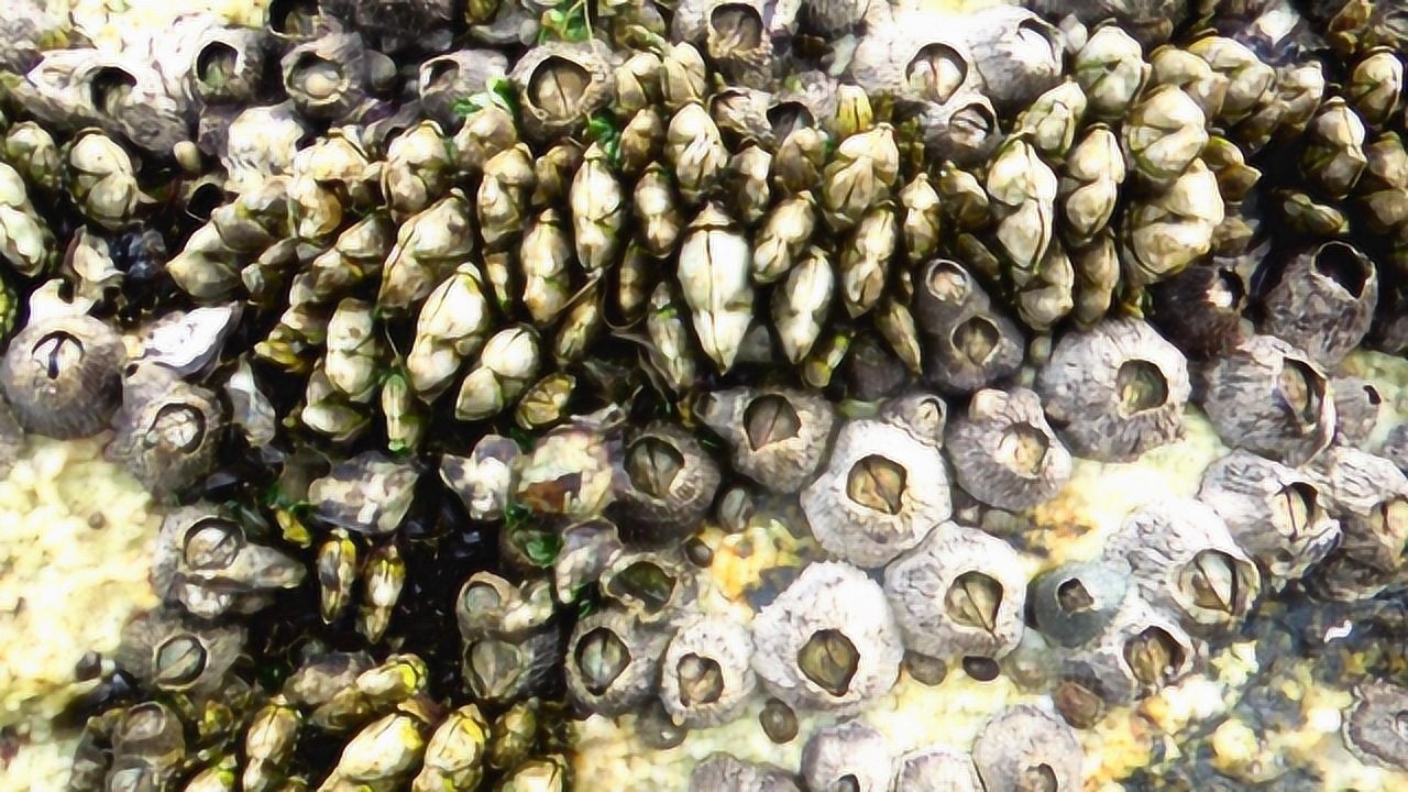 被誉为来自地狱的海鲜佛手藤壶,退潮后海边礁石缝中非常多