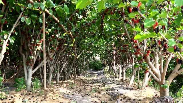 九顶莲花山养生采摘园