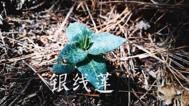 大别山这种野生的兰科植物金线莲,听说干货要上万一斤,很难遇到