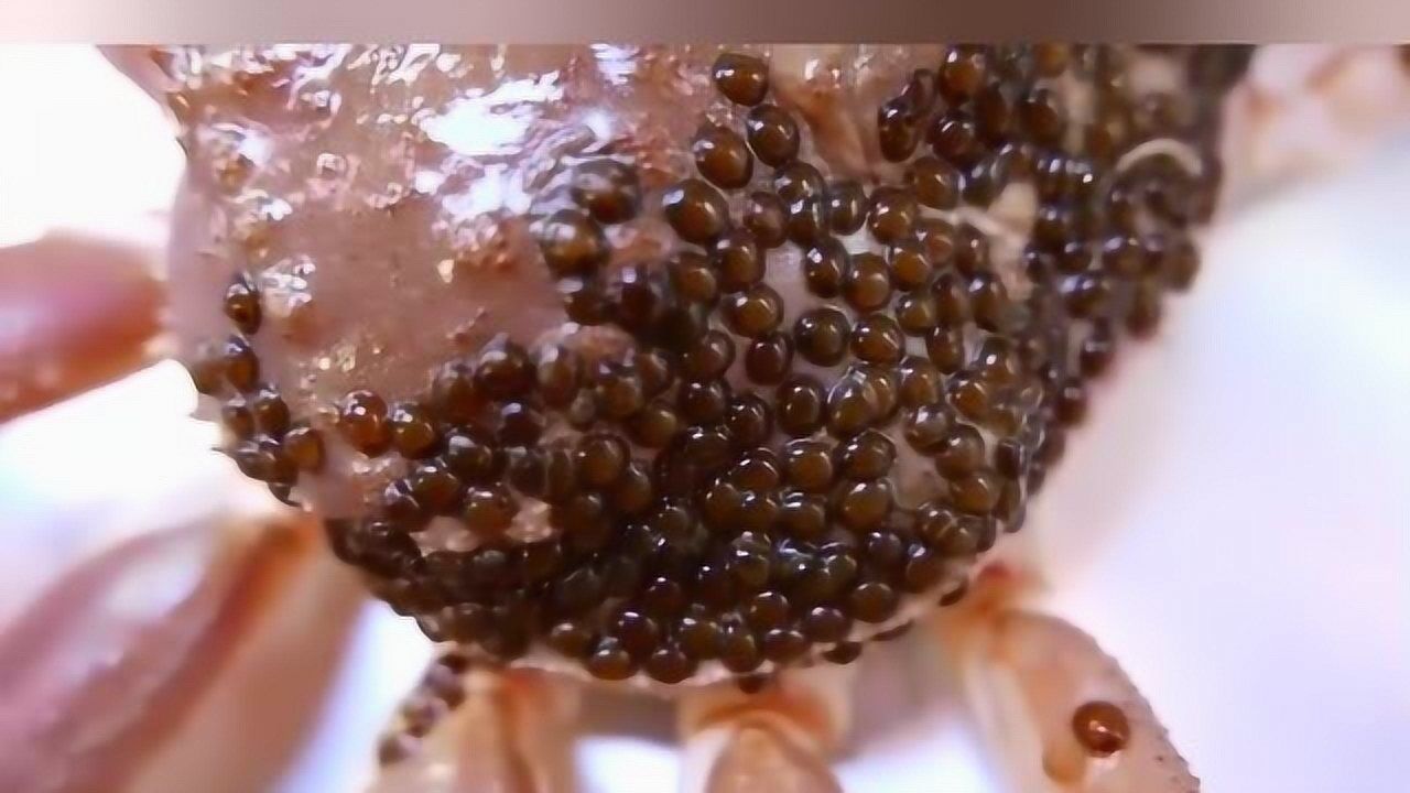 这个雪蟹看着好好吃!原来寄生虫处理起来并不难嘛!