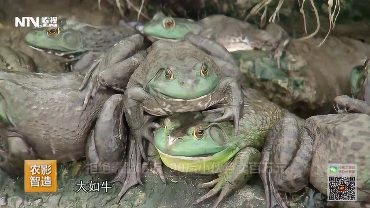 牛蛙不仅好吃,这叫声也是"牛"