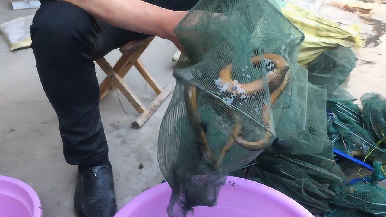 渔民用传统工具捉野生黄鳝十几个笼子捕捉7斤看着就过瘾
