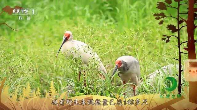 东方宝石吉祥鸟:色彩善变的朱鹮