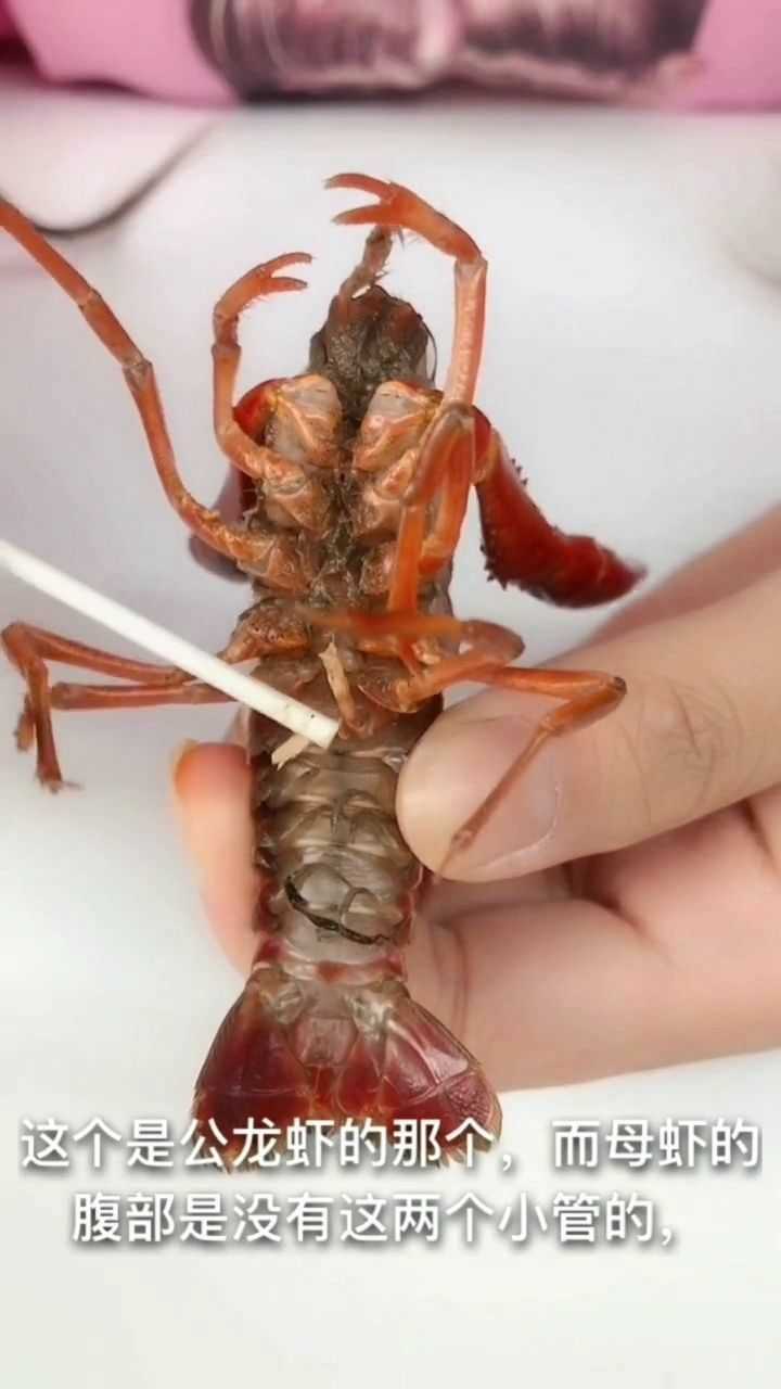 现在才知道小龙虾的虾黄是肝脏