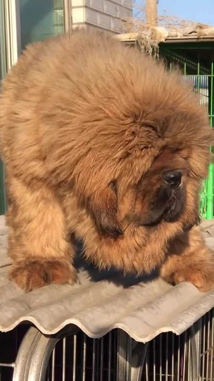 这就是现在的藏獒吗?看看都被串成什么样子了!眼睛都睁不开了!