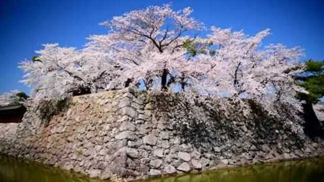 日本樱花欣赏,实拍松代城樱花盛开的时候,风景优美