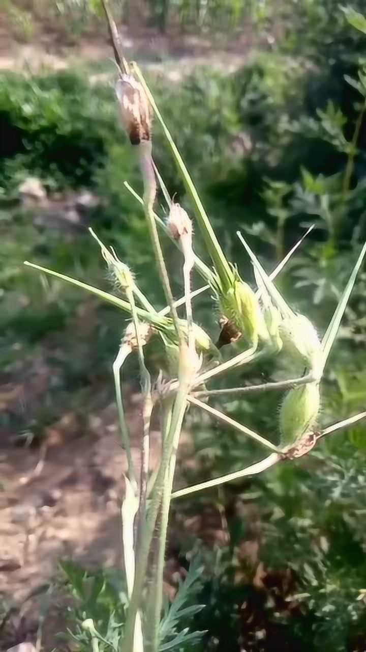 这是一种中草药方言老鸹嘴还有别的叫法