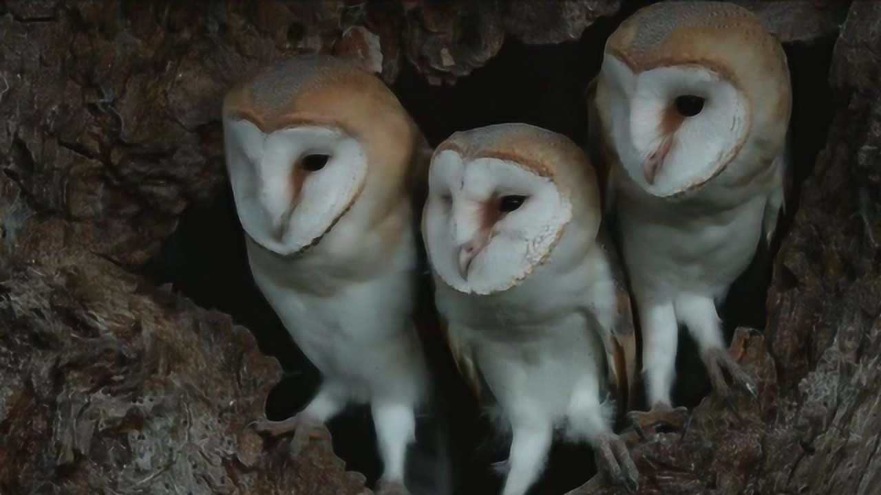 四川男子捡"猴头鸟",养了5年吃生肉,网友:你不要命了?