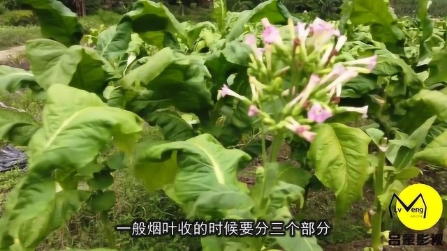 烟草税每年成千上百亿,小熊带你了解种植烟草的老农有多少收入!