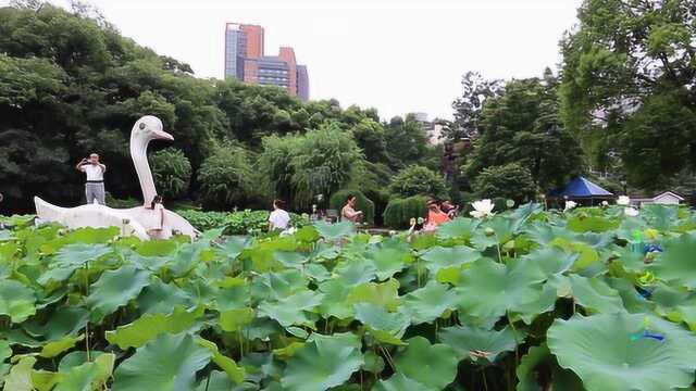 湖北宜昌儿童公园夏荷绽放,沁人心脾,吸引游客来观赏