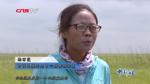 黑龙江东方白鹳进入繁殖期幼鸟成功佩戴“中国标志”