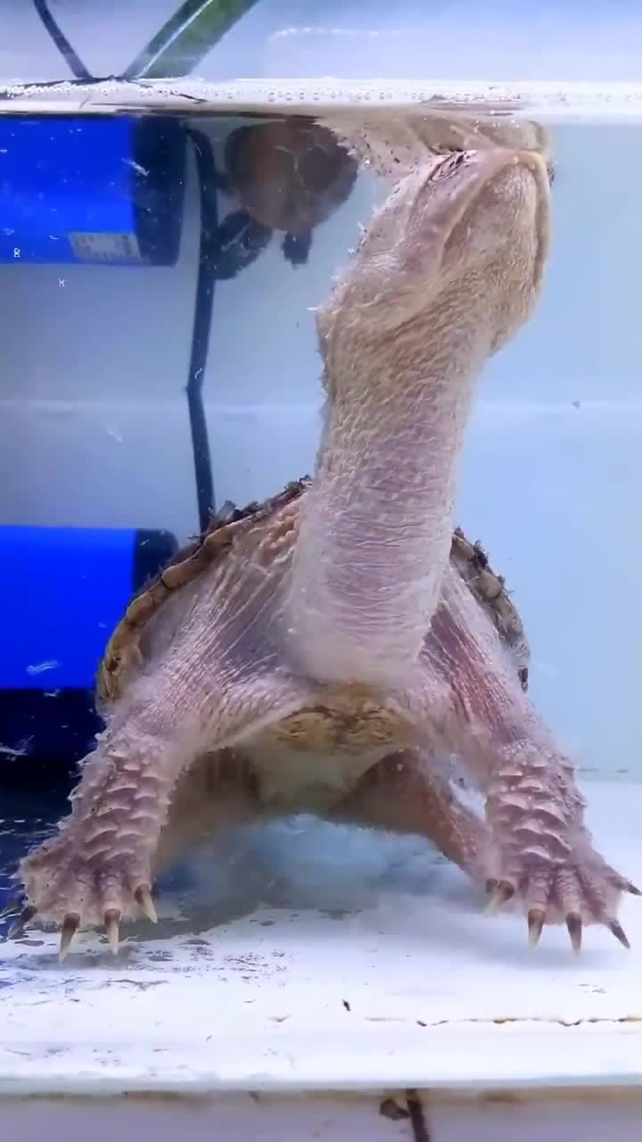 头一次见这么霸气的鳄龟,这品相真是绝了,一定花了不少钱吧