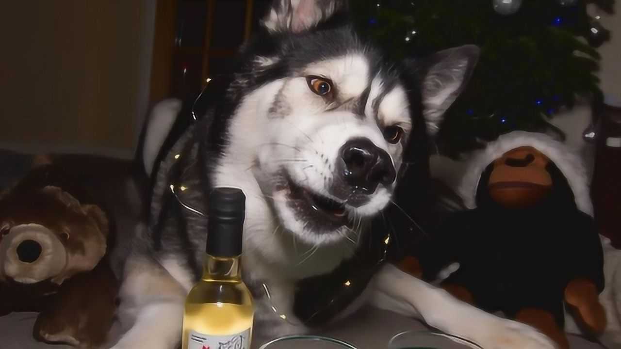 二哈醉酒后有多疯一瓶高度数白酒下肚接下来一幕忍住别笑