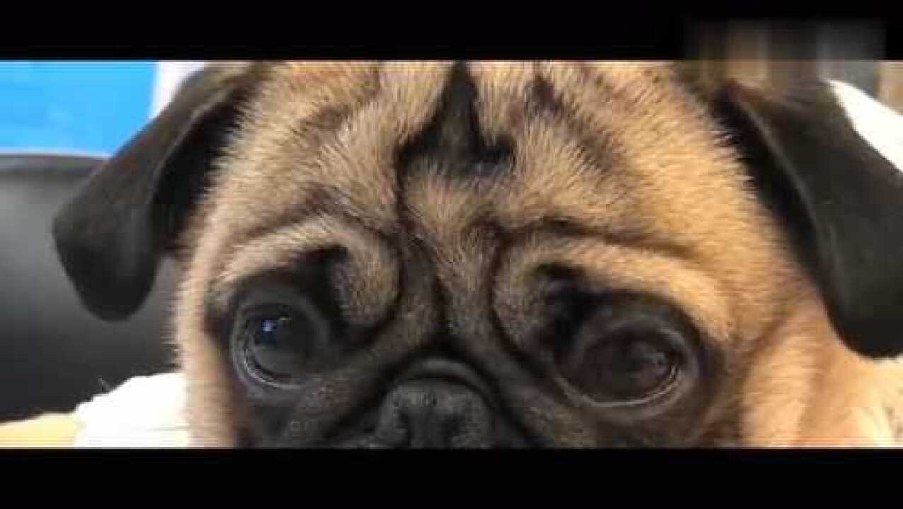 全网最呆萌的狗狗,一脸天真的模样,网友:简直太可爱了!