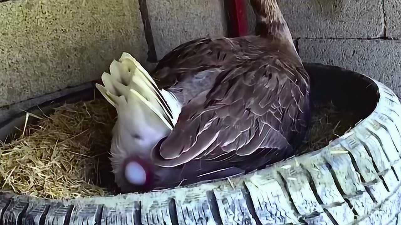 看看鸭子下蛋了