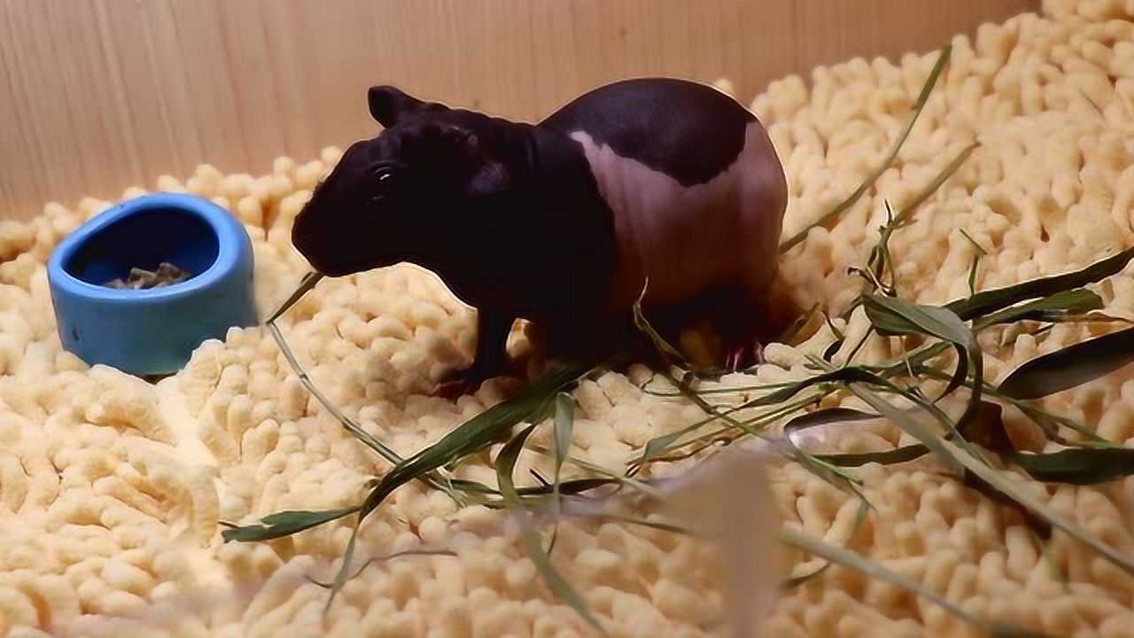 荷兰猪吃食的样子还是很萌的无毛豚鼠又称小河马