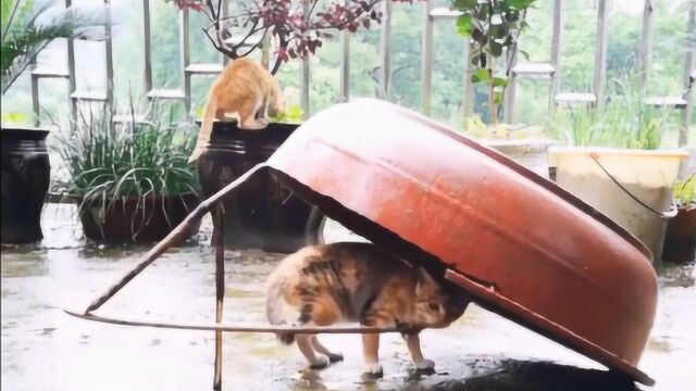 告诉你看中一只野猫如何抓住它,分分钟手到擒来!