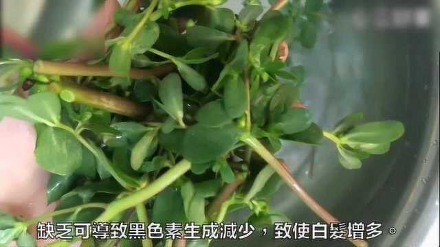 马齿苋的功效: 保健野菜,长寿菜,野生菜的奇葩