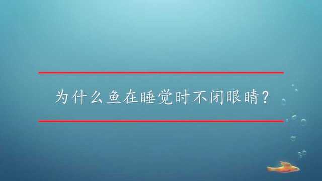 为什么鱼在睡觉时不闭眼睛?