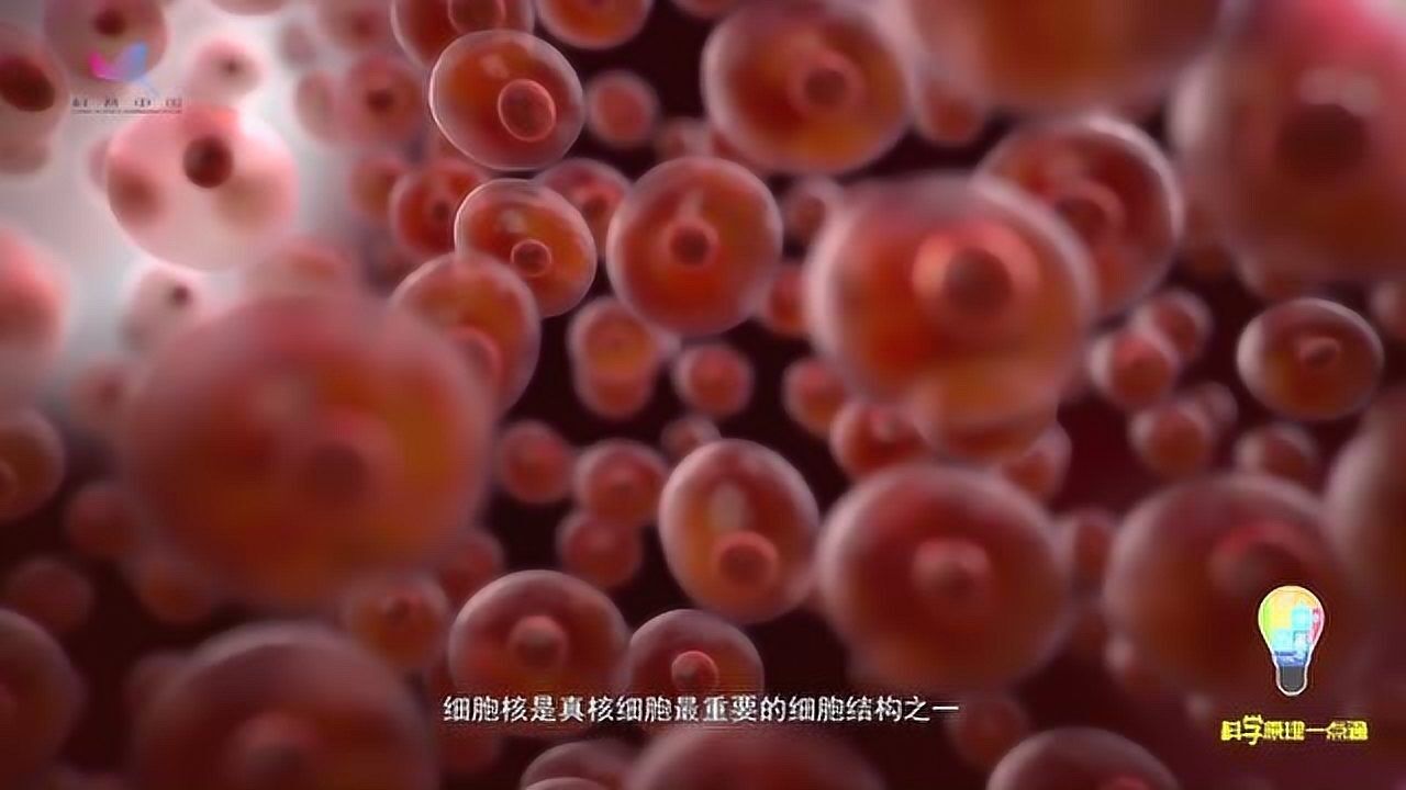 没有细胞核的人体红细胞为什么能高效运输氧气?_高清1080P在线观看平台_腾讯视频