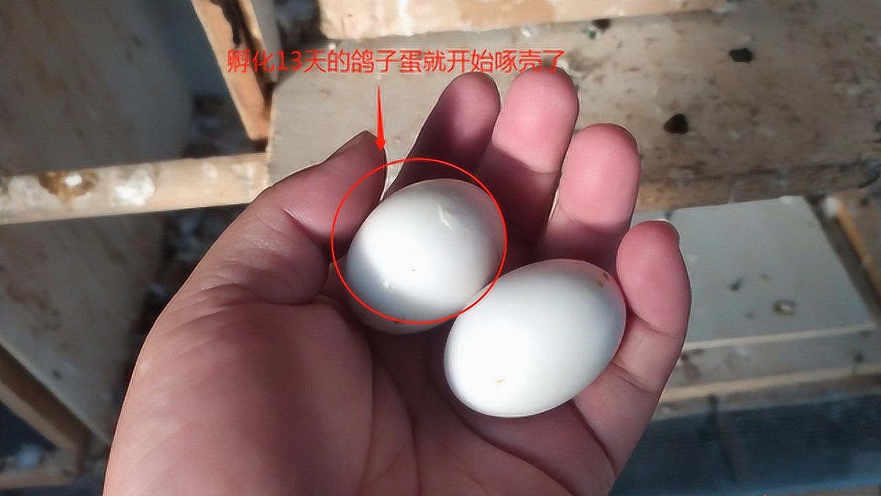 开始孵化到鸽子啄壳只用了13天加上下蛋时间也就16天