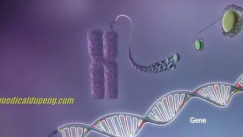 从 DNA 到蛋白质，一个神奇的过程