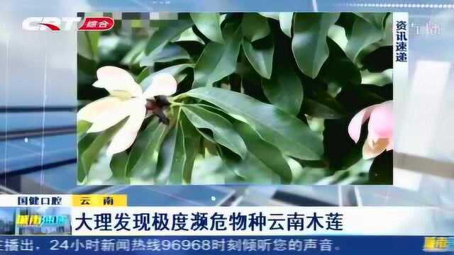 又一极度濒危物种被发现!大理首次发现云南木莲