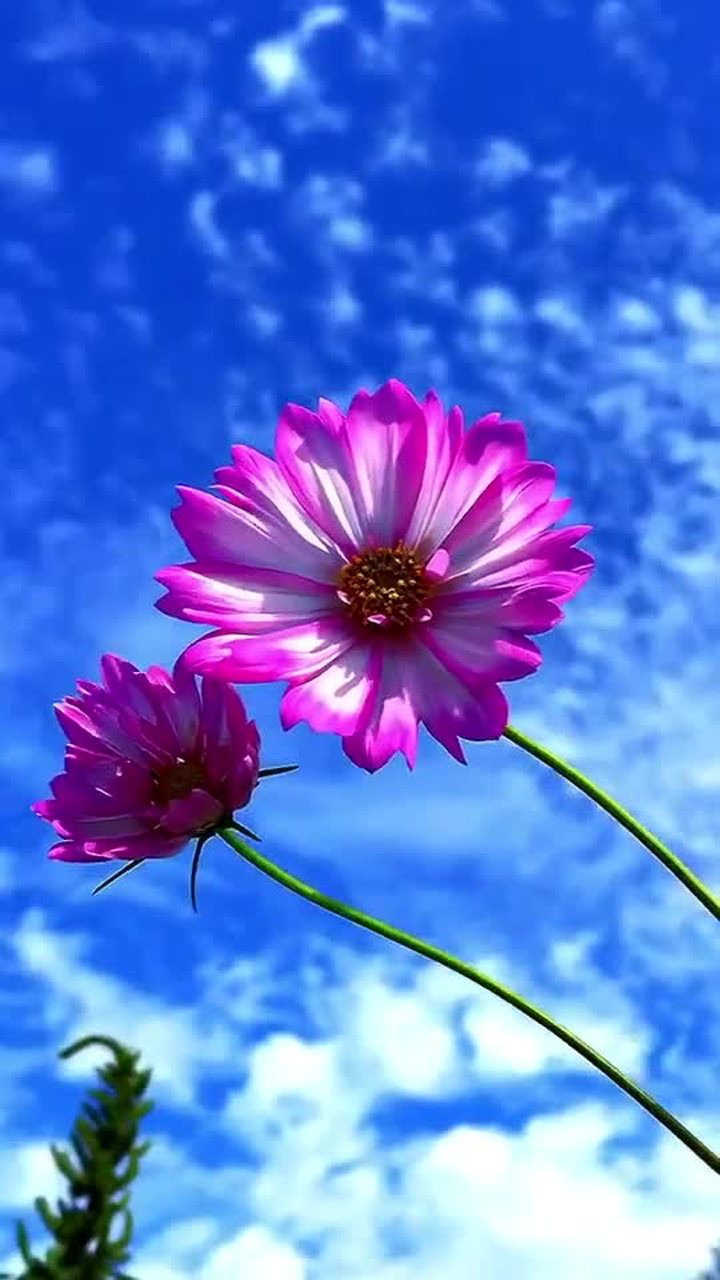 蓝天白云下格桑花