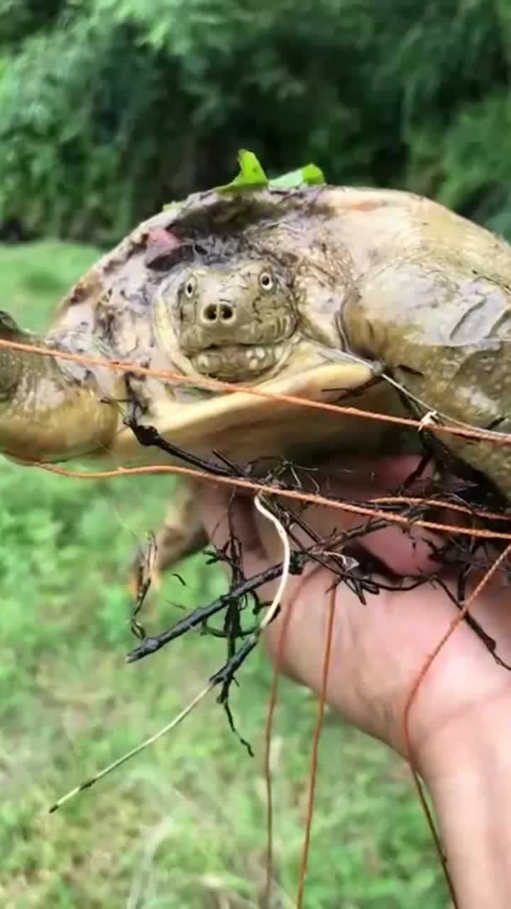 大哥展示纯野生甲鱼!正面的脸这么呆萌忍不住看了好多遍