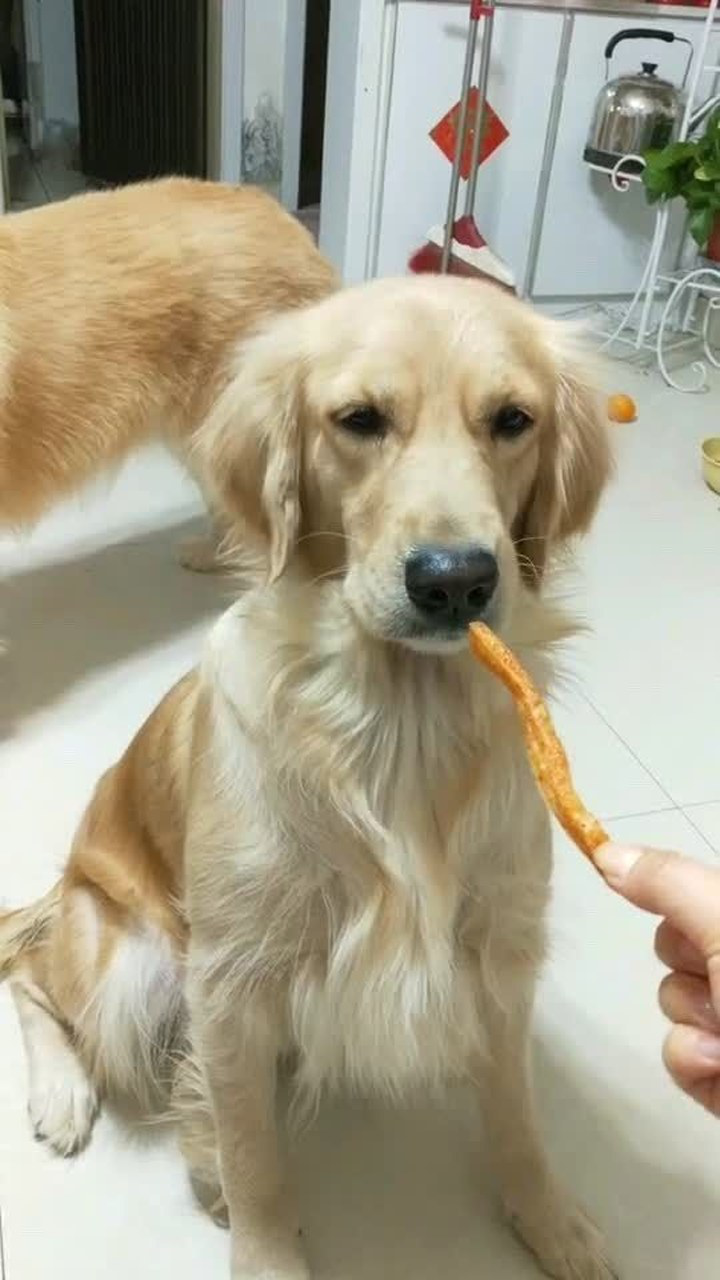 这狗子居然爱吃辣条