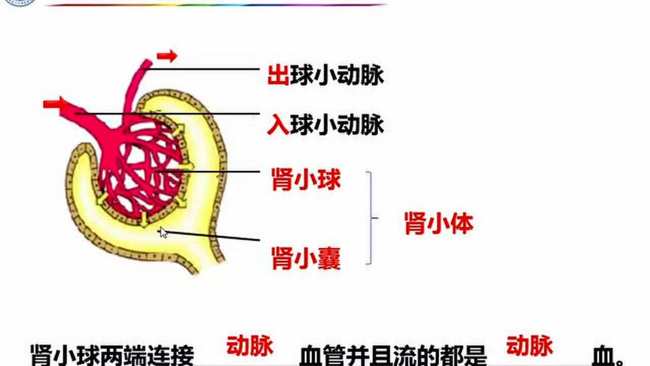 【七年级下生物】人体内废物的排出_腾讯视频