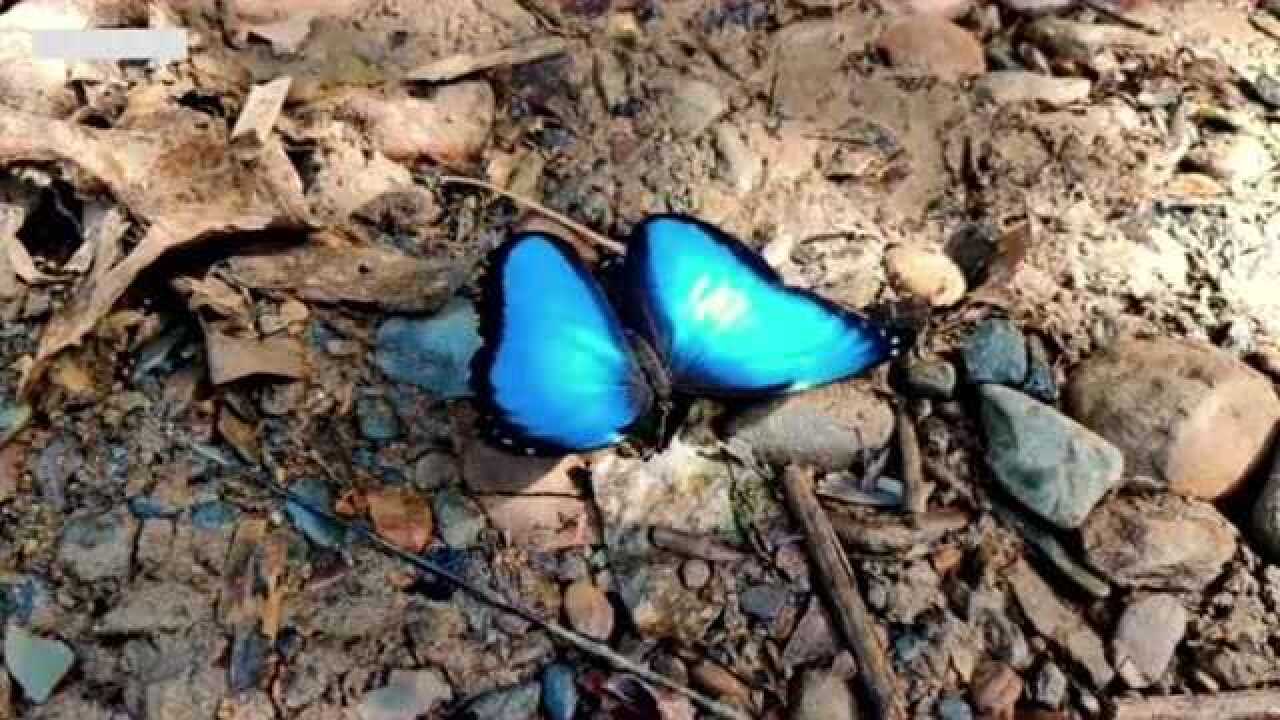 世界上最贵的蝴蝶光明女神闪蝶价值四万美元一只翅膀的颜色还会变化