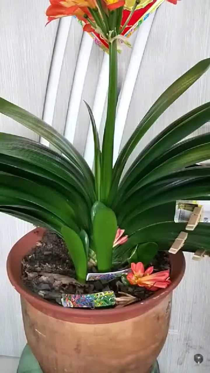 君子兰花箭谢了,这怎样处理