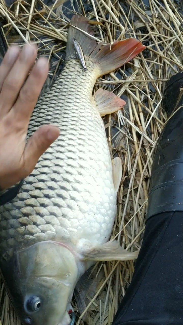 路亚撞车巨鲤_腾讯视频