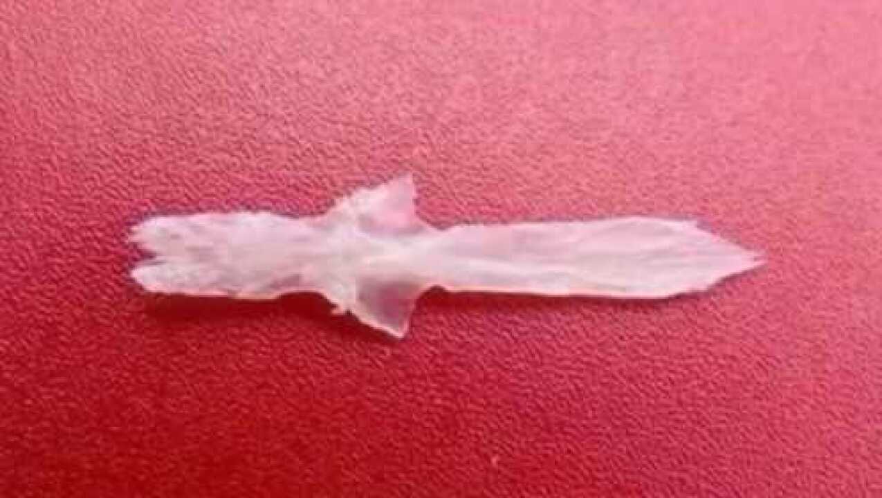 雅安特产的雅鱼天堂骨形似宝剑非常漂亮旺季时能卖上百块一斤